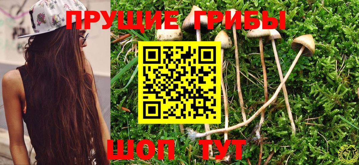 Черногорск  Галлюциногенные грибы Cubensis  Вход с VPN  Галлюциногенные грибы мухоморы 
